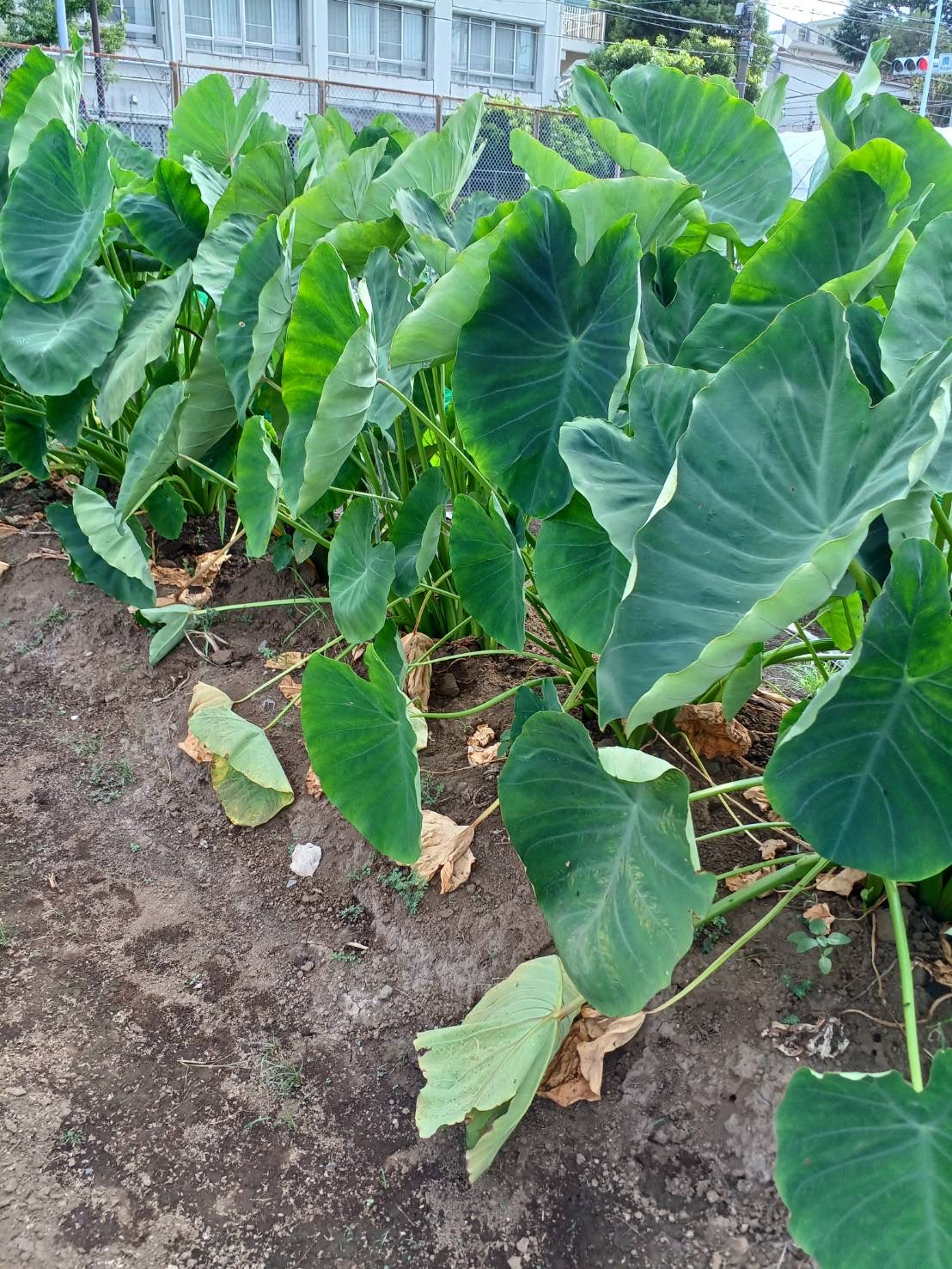 画像 -20240913-122445-2b19ef3c